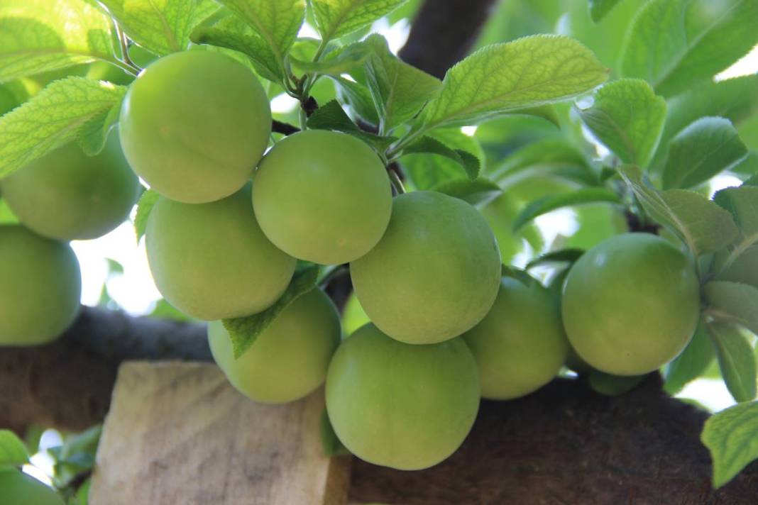 Sadece bu kentte yetişiyor: Kilosu 100 TL'den kapışılıyor! Hasat, bu yıl erken başladı 30